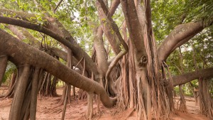 Jardim Japonês em Caldas Novas